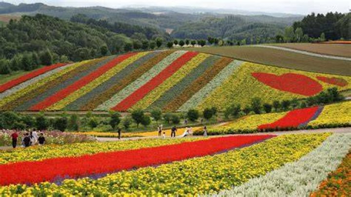 鼻高 展望 花 の 丘：絶景の丘で“季節の花”と空を楽しむ旅